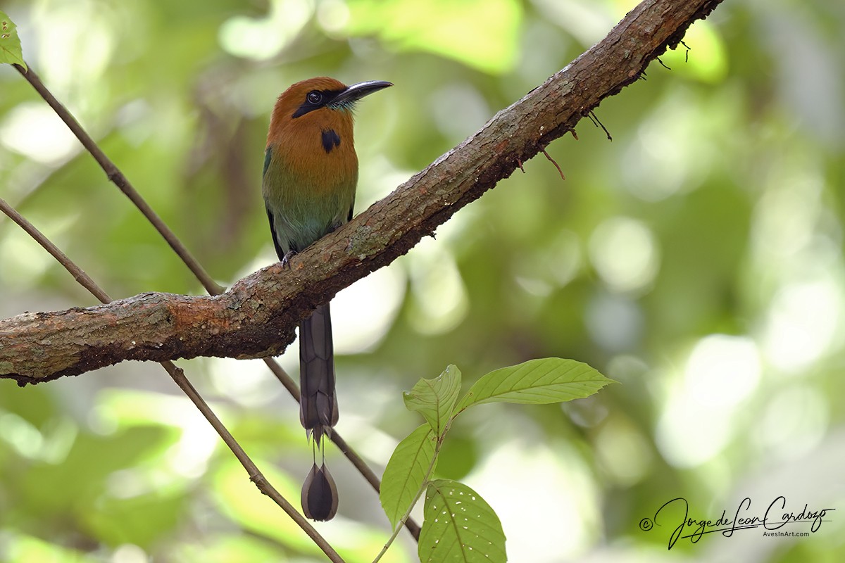 Broad-billed Motmot - ML646713322
