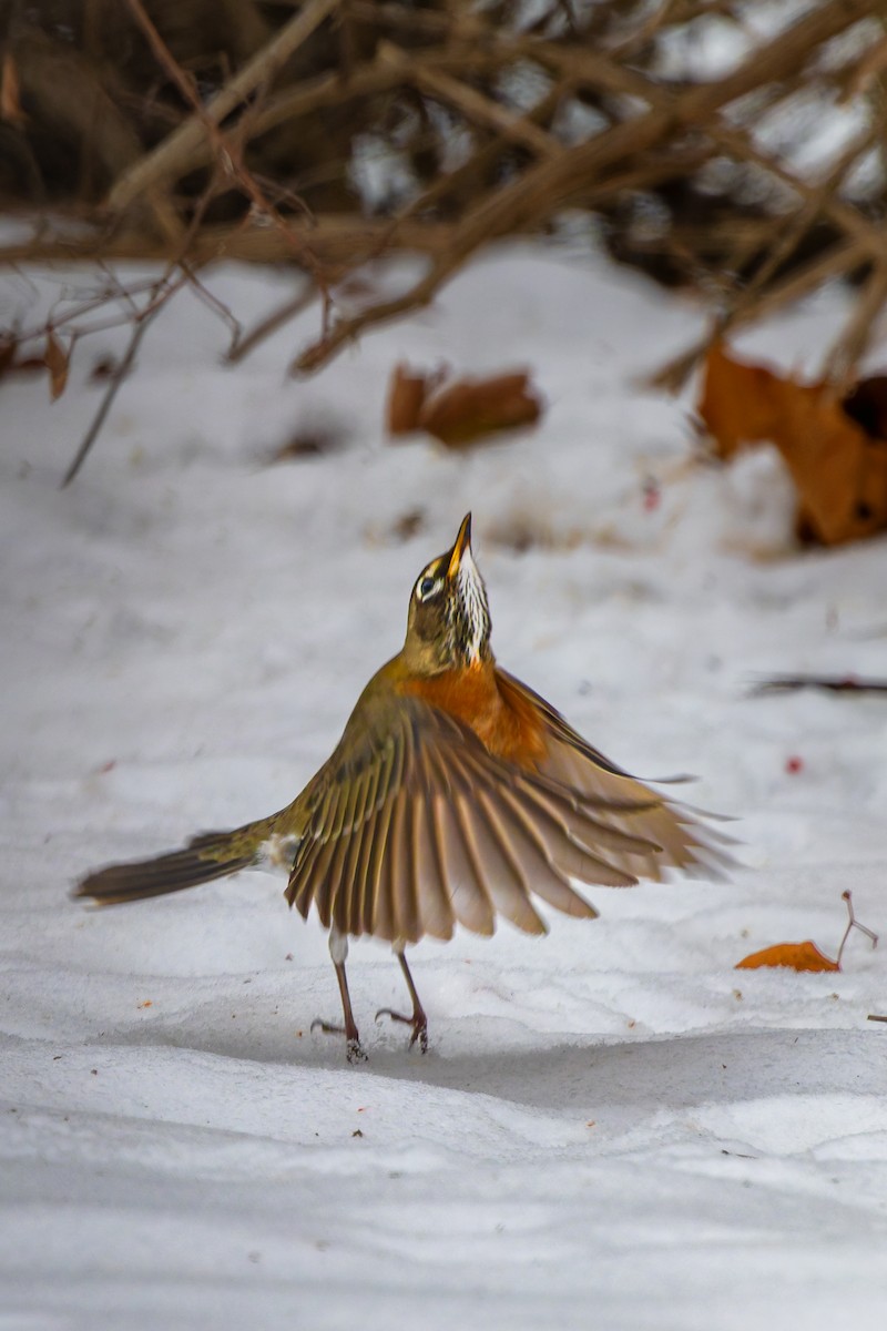 American Robin - ML646713326