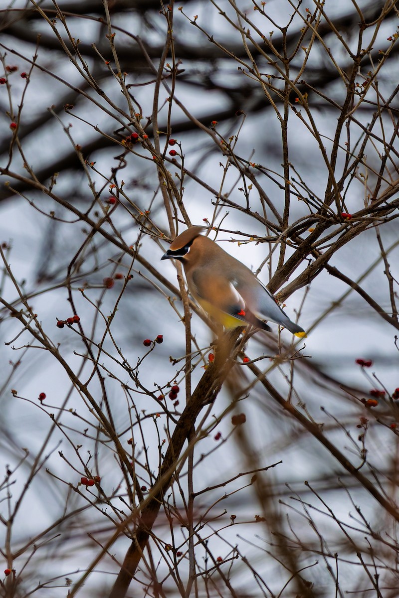 Cedar Waxwing - ML646713334