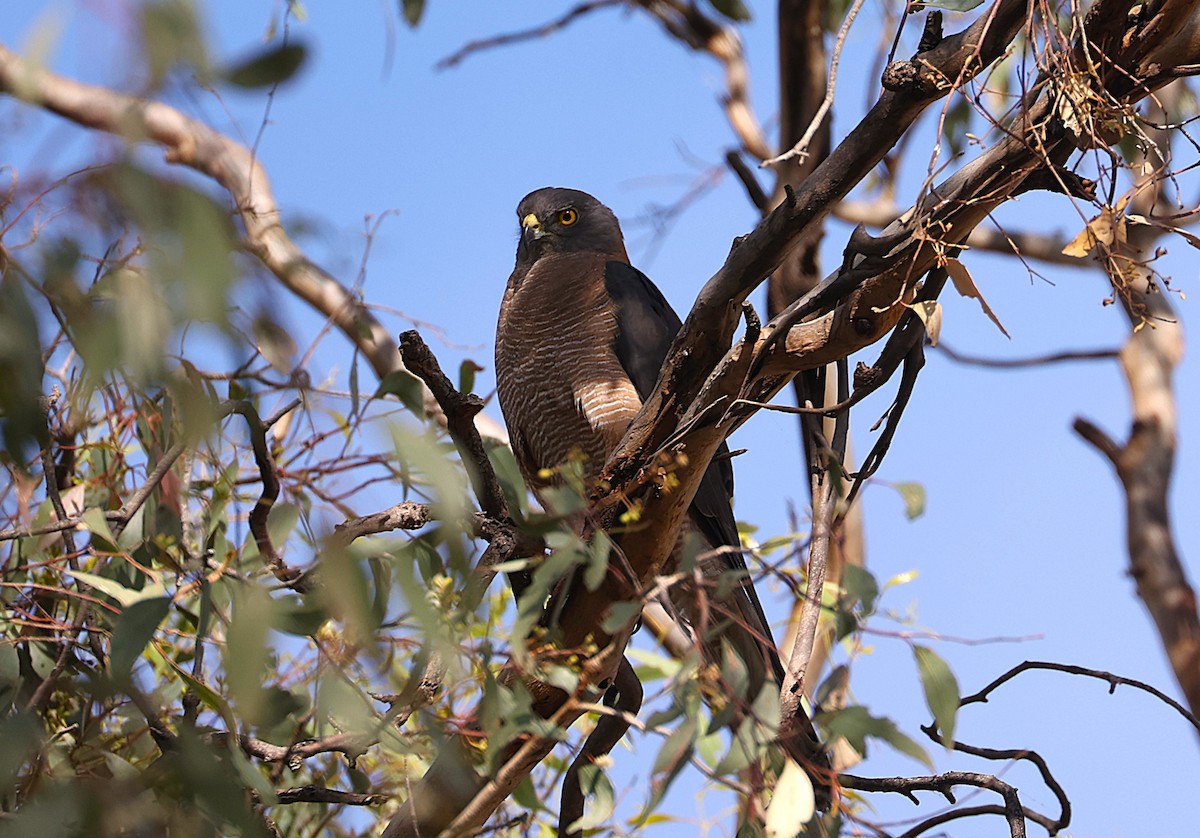 Brown Goshawk - ML646713335