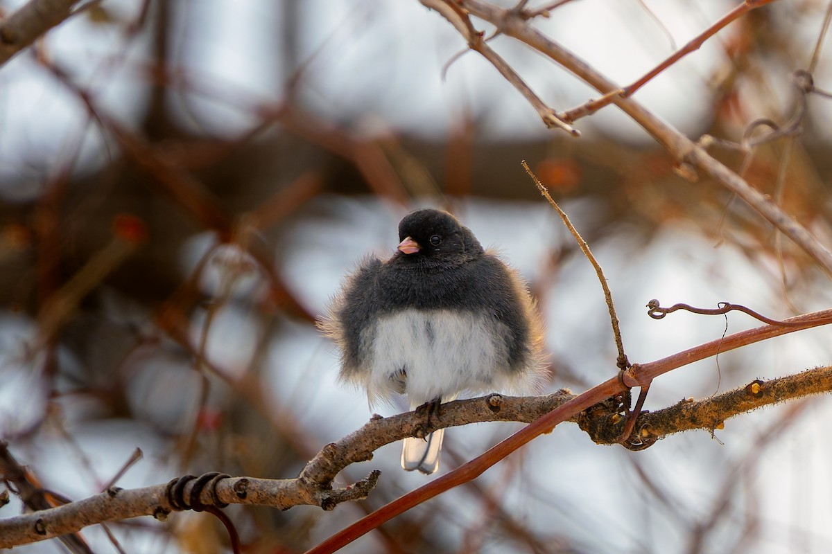 Dark-eyed Junco - ML646713337