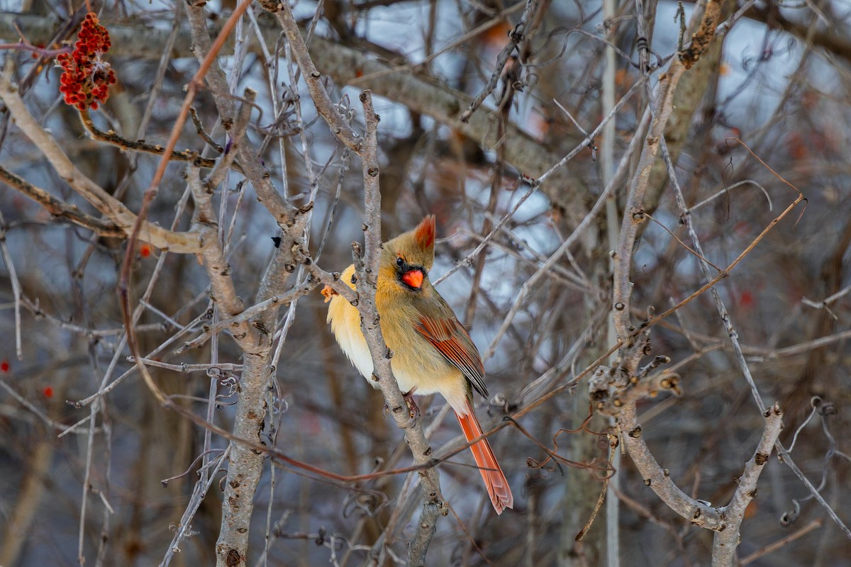 Northern Cardinal - ML646713340