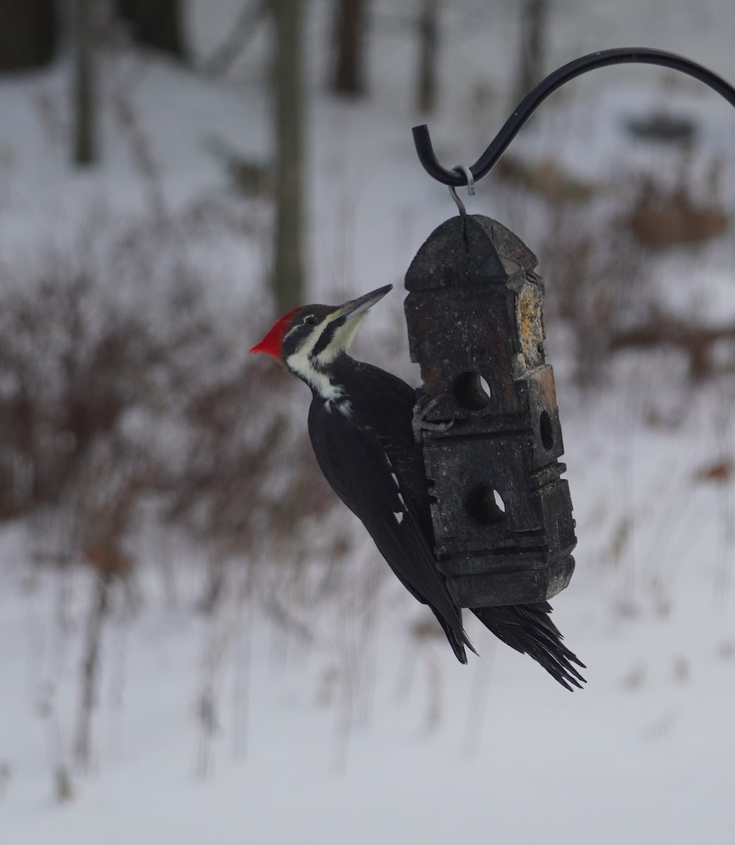 Helmspecht - ML646713345