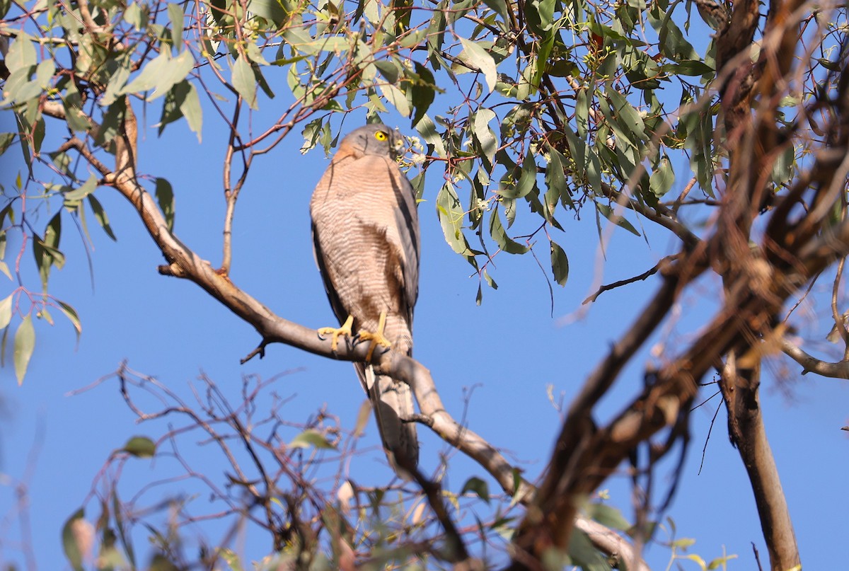 Brown Goshawk - ML646713346