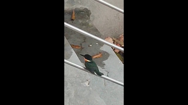 Изумрудный зимородок - ML646713348