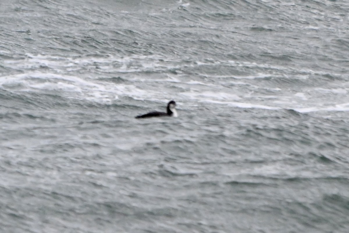 Pacific Loon - ML646713349