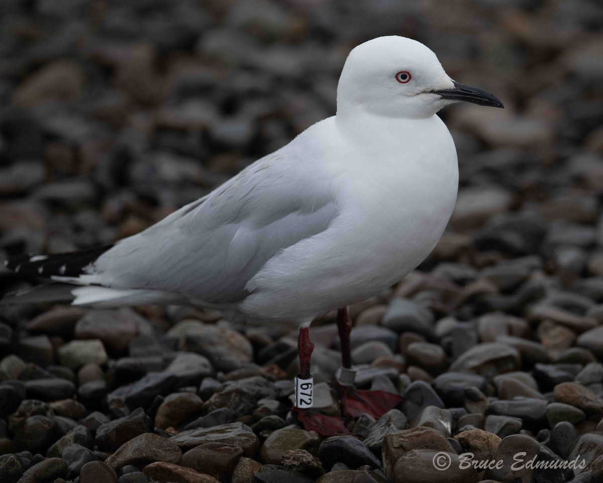 Black-billed Gull - ML646713351