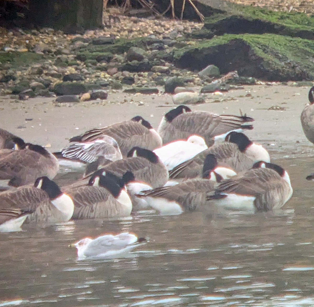 Snow Goose - ML646713352