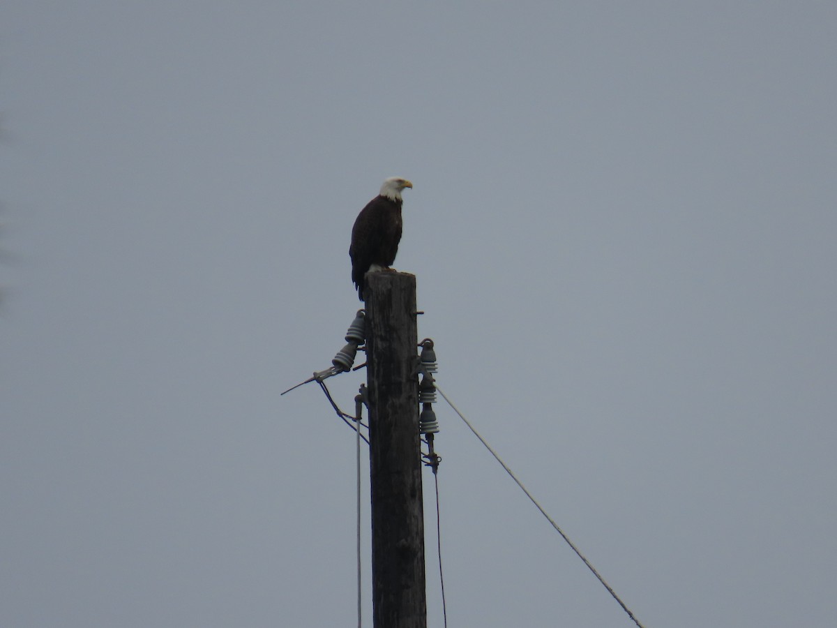 עיטם לבן-ראש - ML646713353