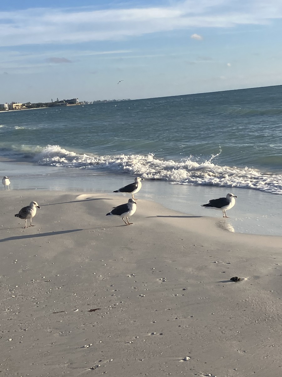 Lesser Black-backed Gull - ML646713354