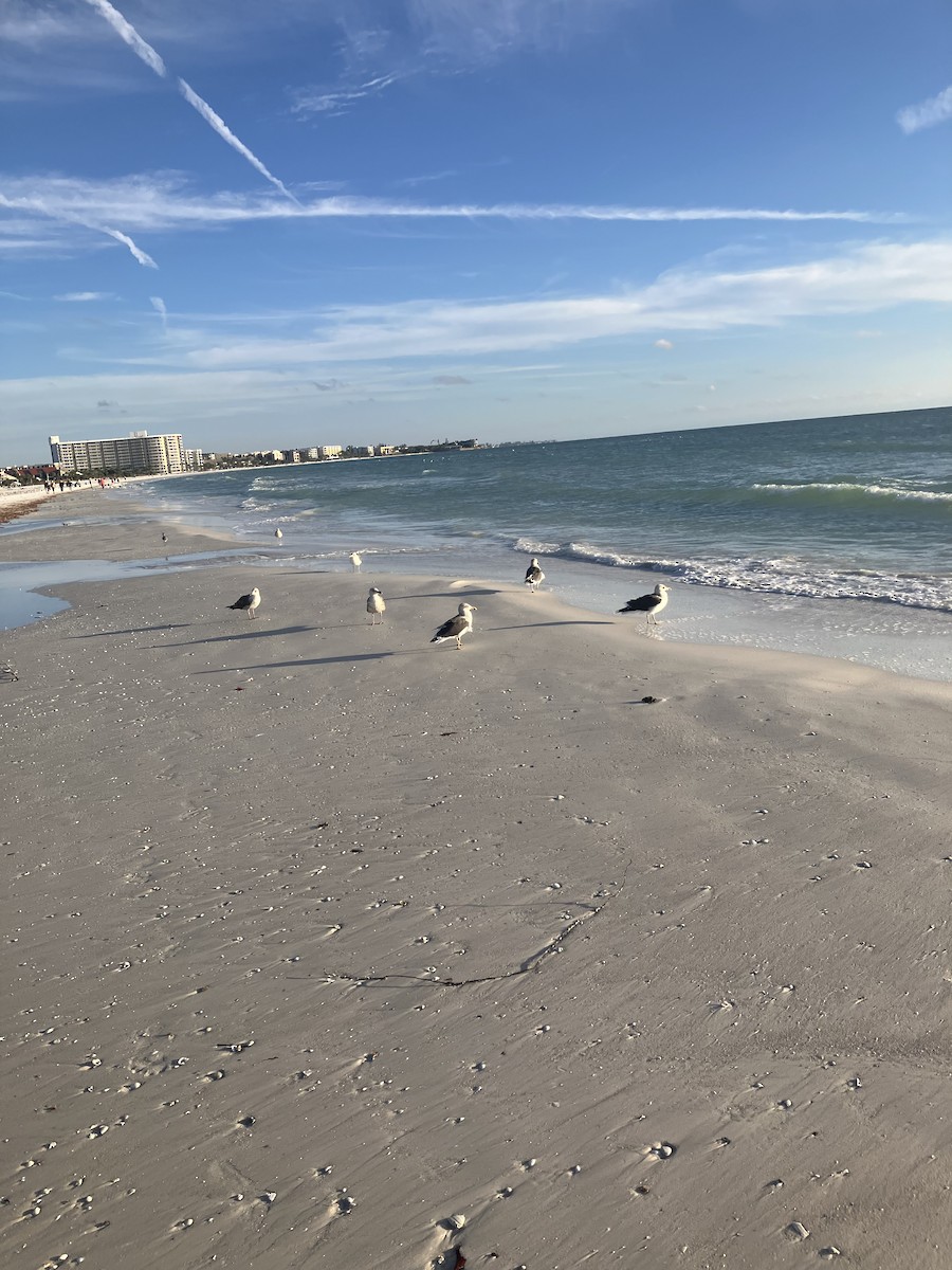 Lesser Black-backed Gull - ML646713355