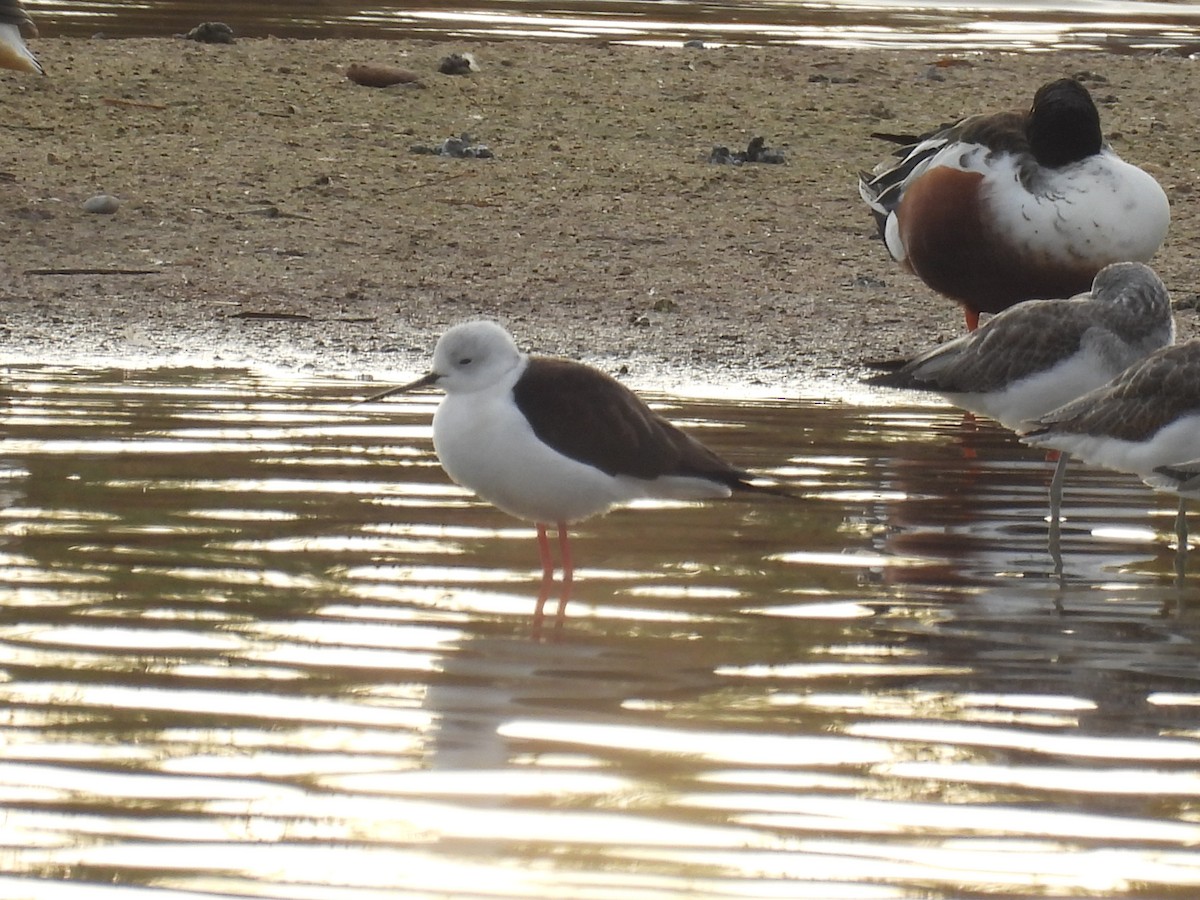 Black-winged Stilt - ML646713356