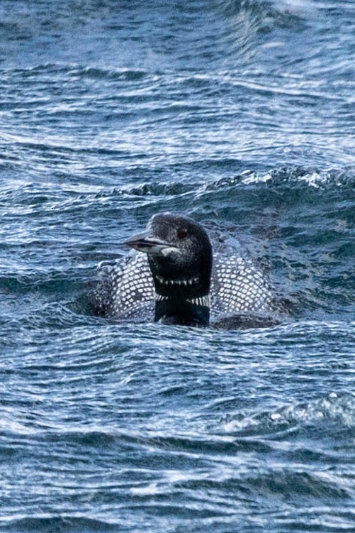 Common Loon - ML646713357