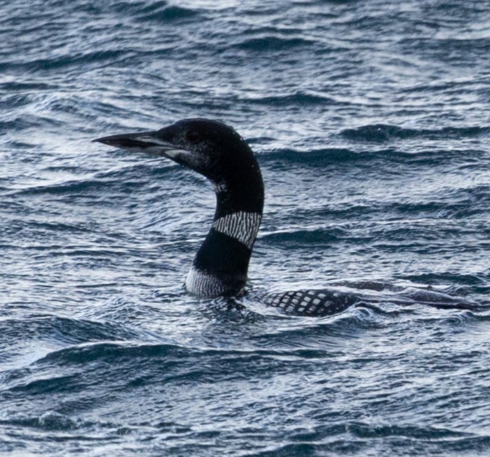 Common Loon - ML646713358