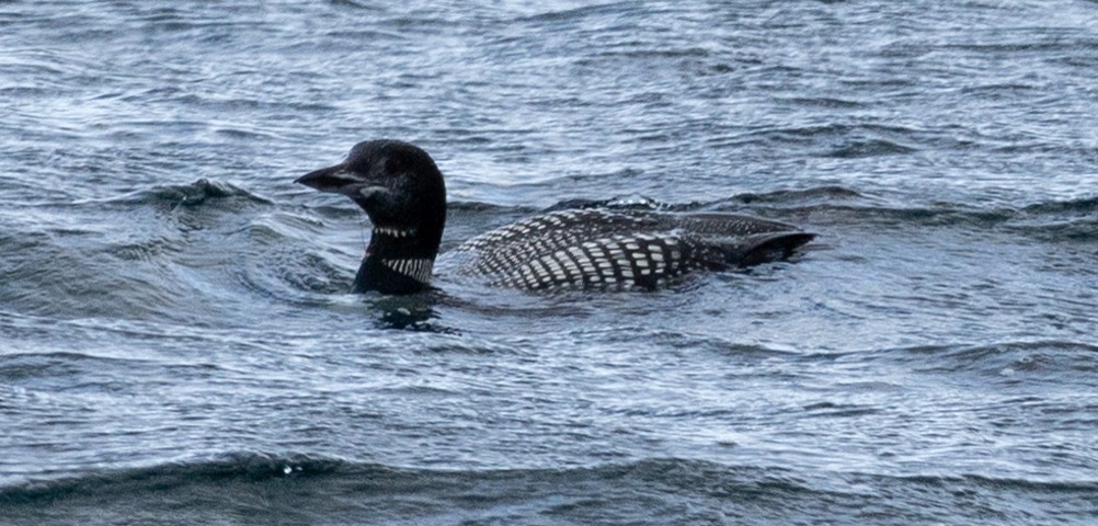 Common Loon - ML646713359