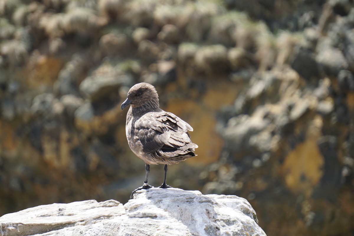 Brown Skua - ML646713363