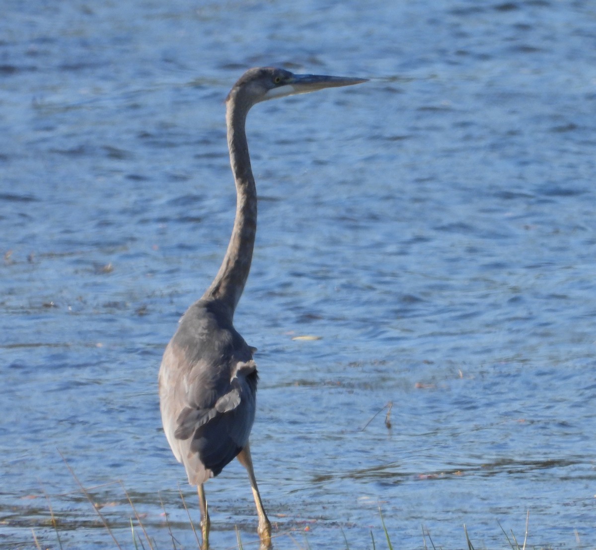 Great Blue Heron - ML646713364