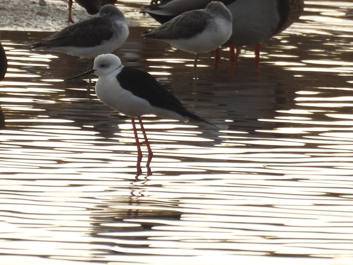 Black-winged Stilt - ML646713365