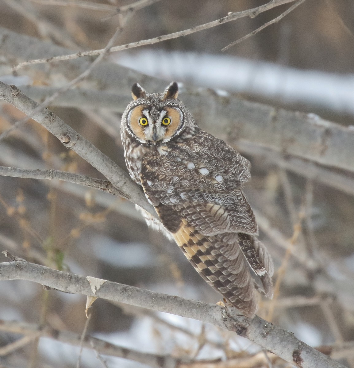 Long-eared Owl - ML646713366