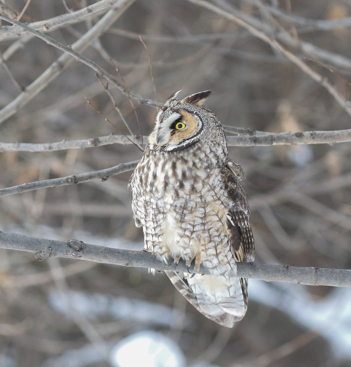 Long-eared Owl - ML646713367