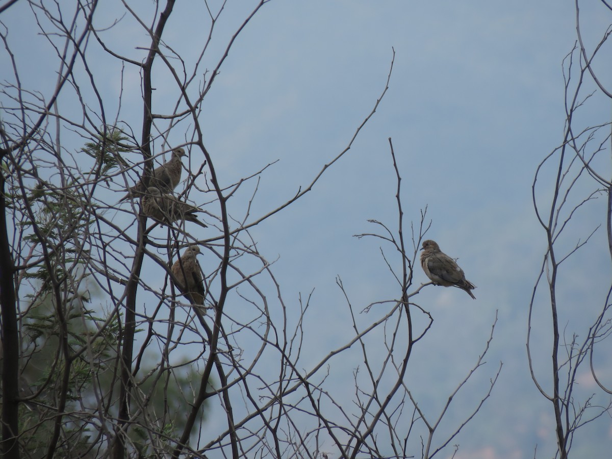 Eared Dove - ML646713368