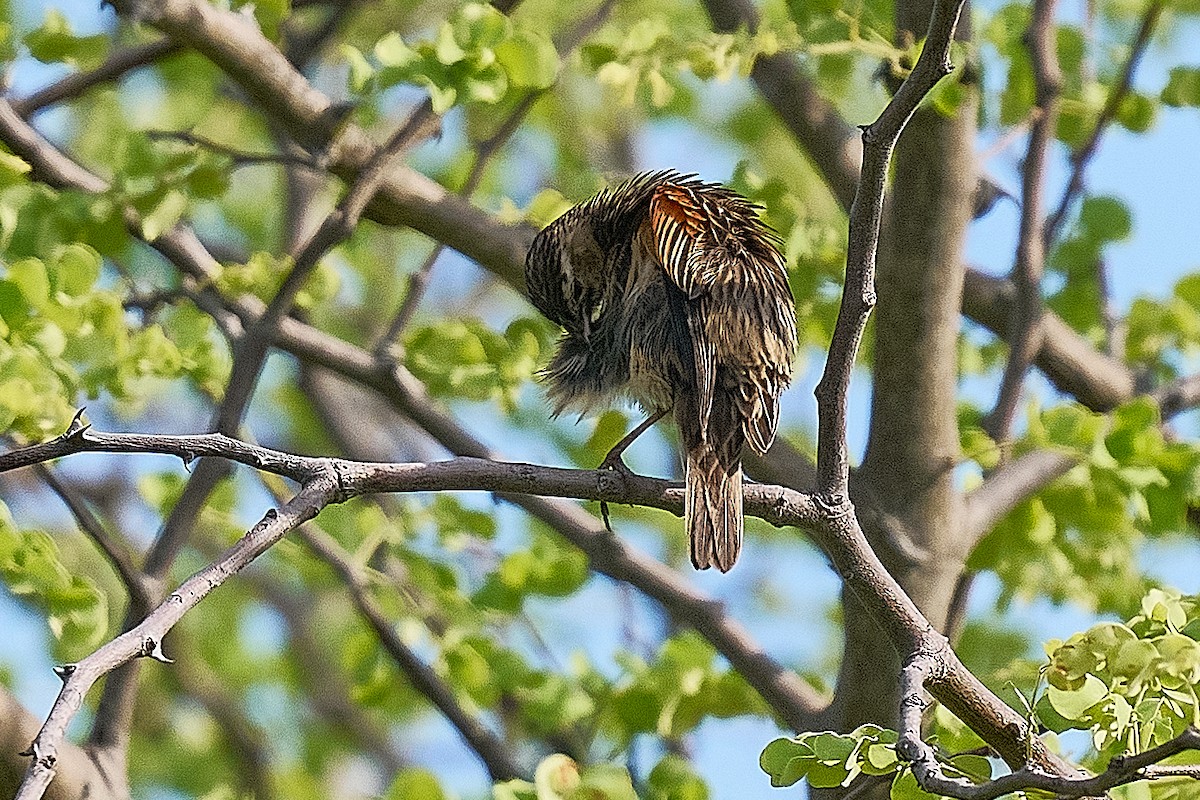 Fan-tailed Widowbird - ML646713369