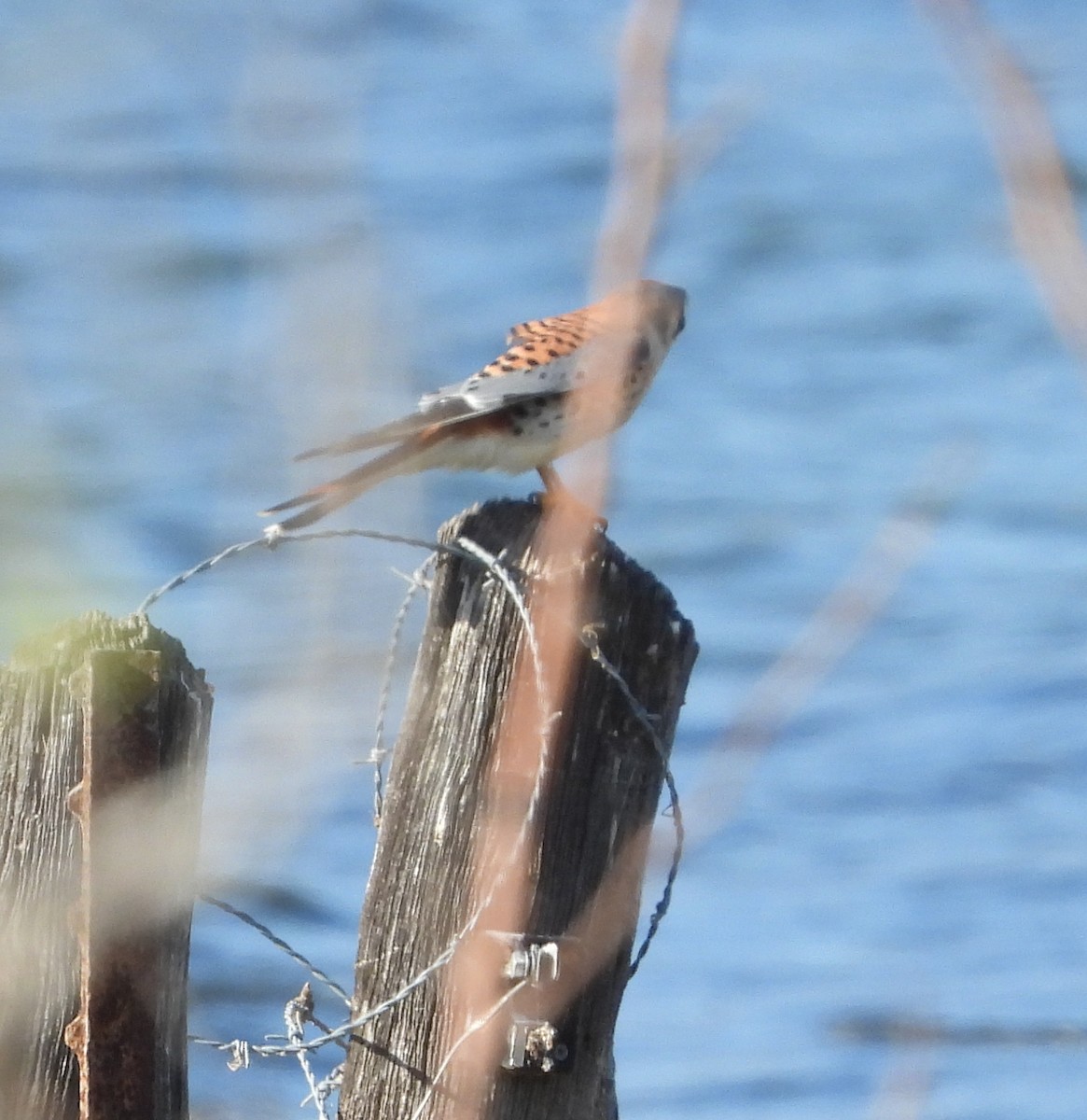American Kestrel - ML646713370