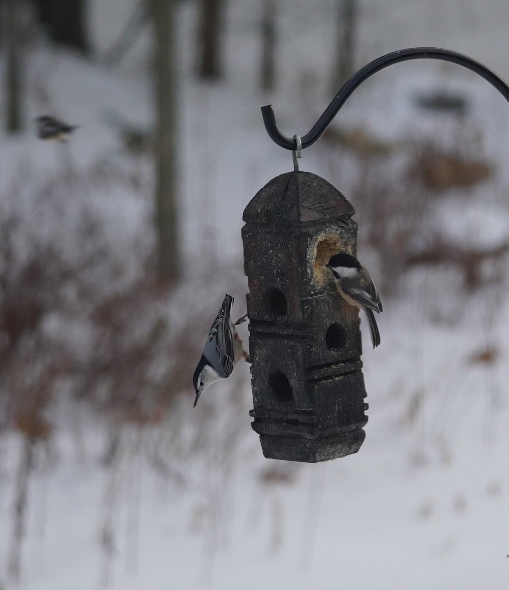 White-breasted Nuthatch - ML646713371