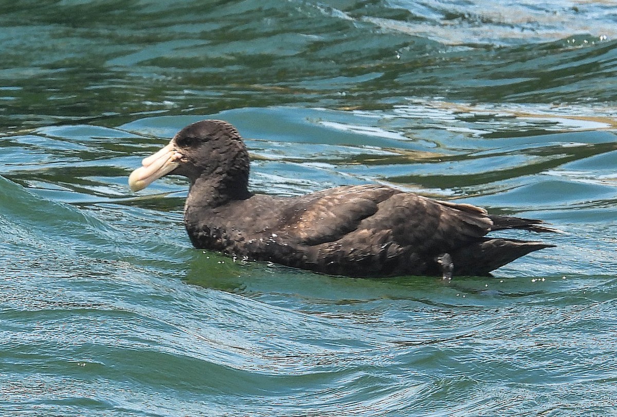 Southern Giant-Petrel - ML646713372