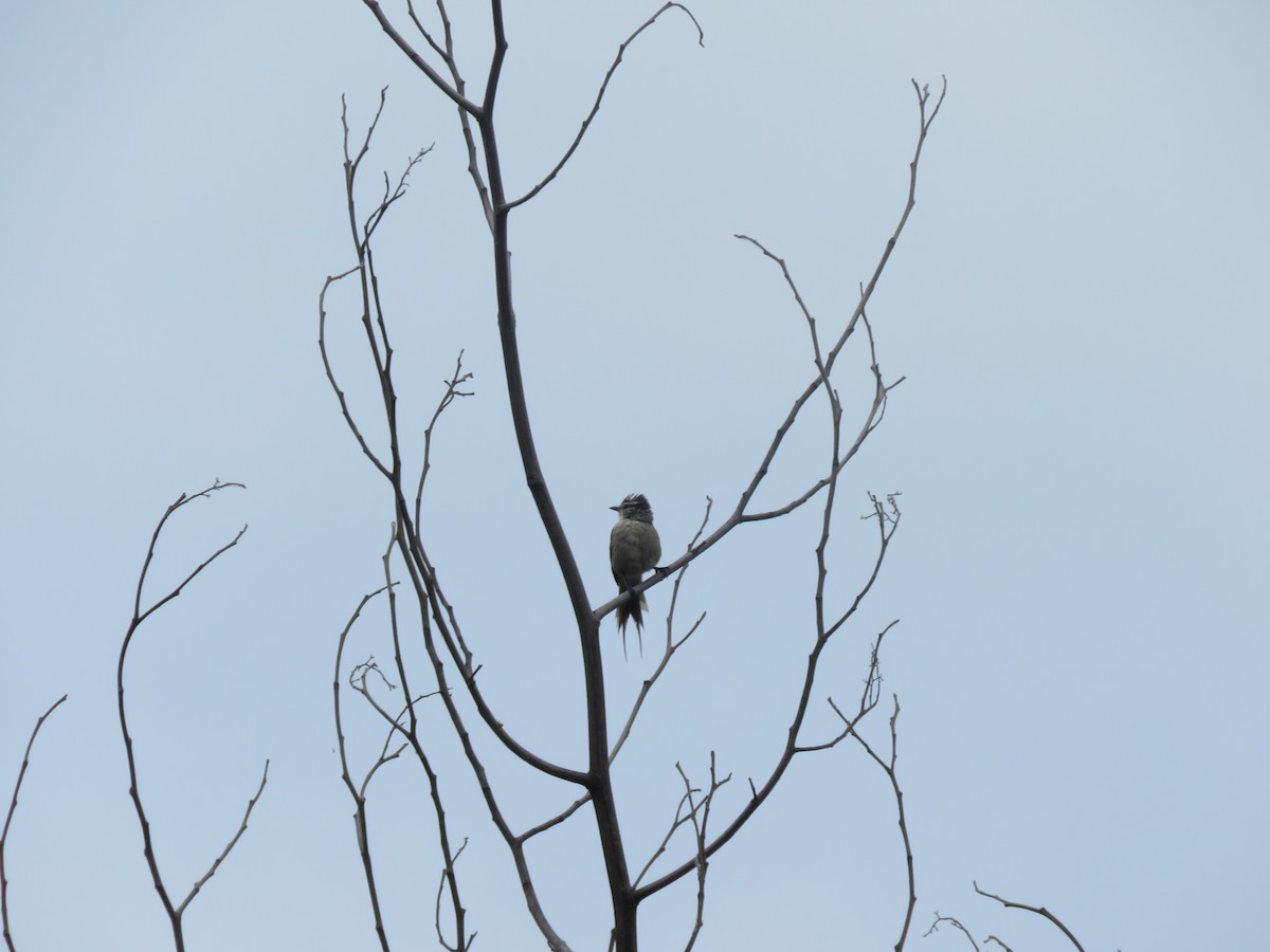 Plain-mantled Tit-Spinetail - ML646713373