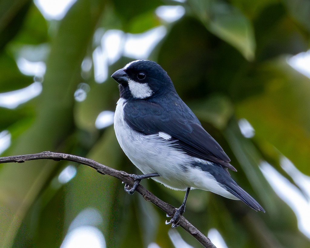 Lined Seedeater - ML646713375