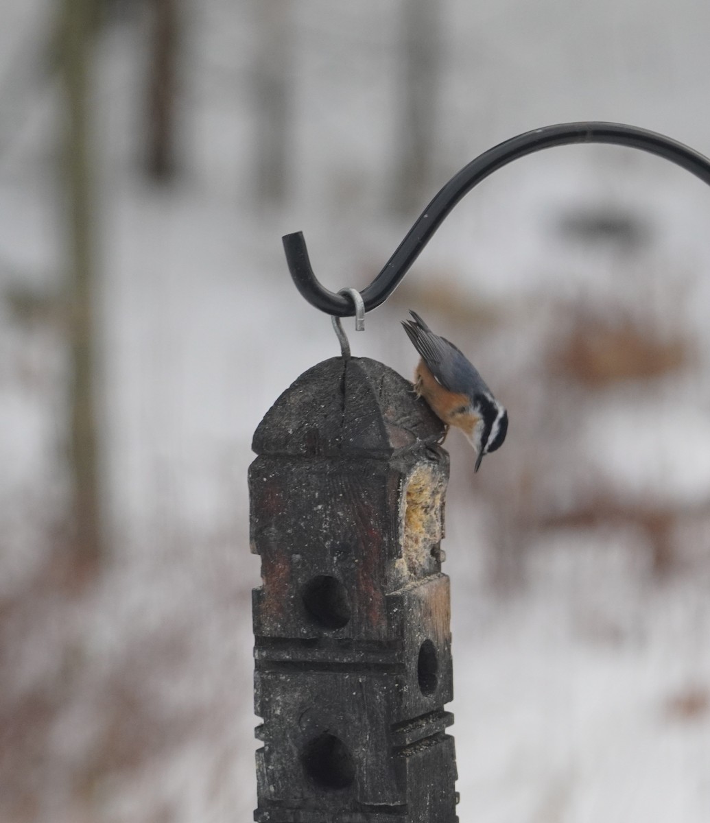 Red-breasted Nuthatch - ML646713377