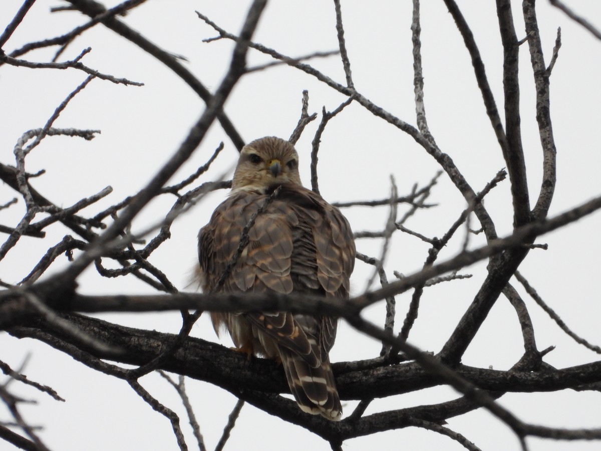 Merlin - ML646713378