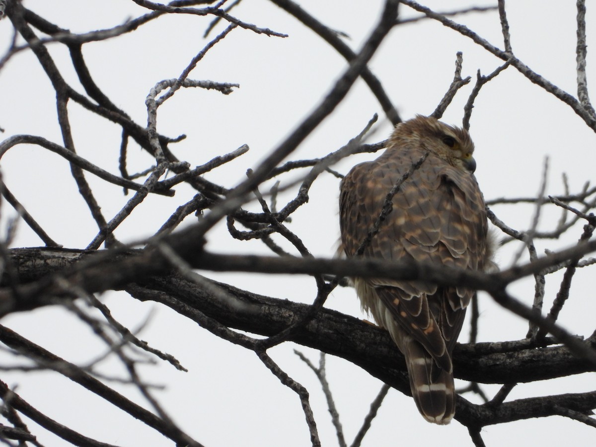 Merlin - ML646713379