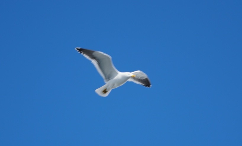 Kelp Gull - ML646713381