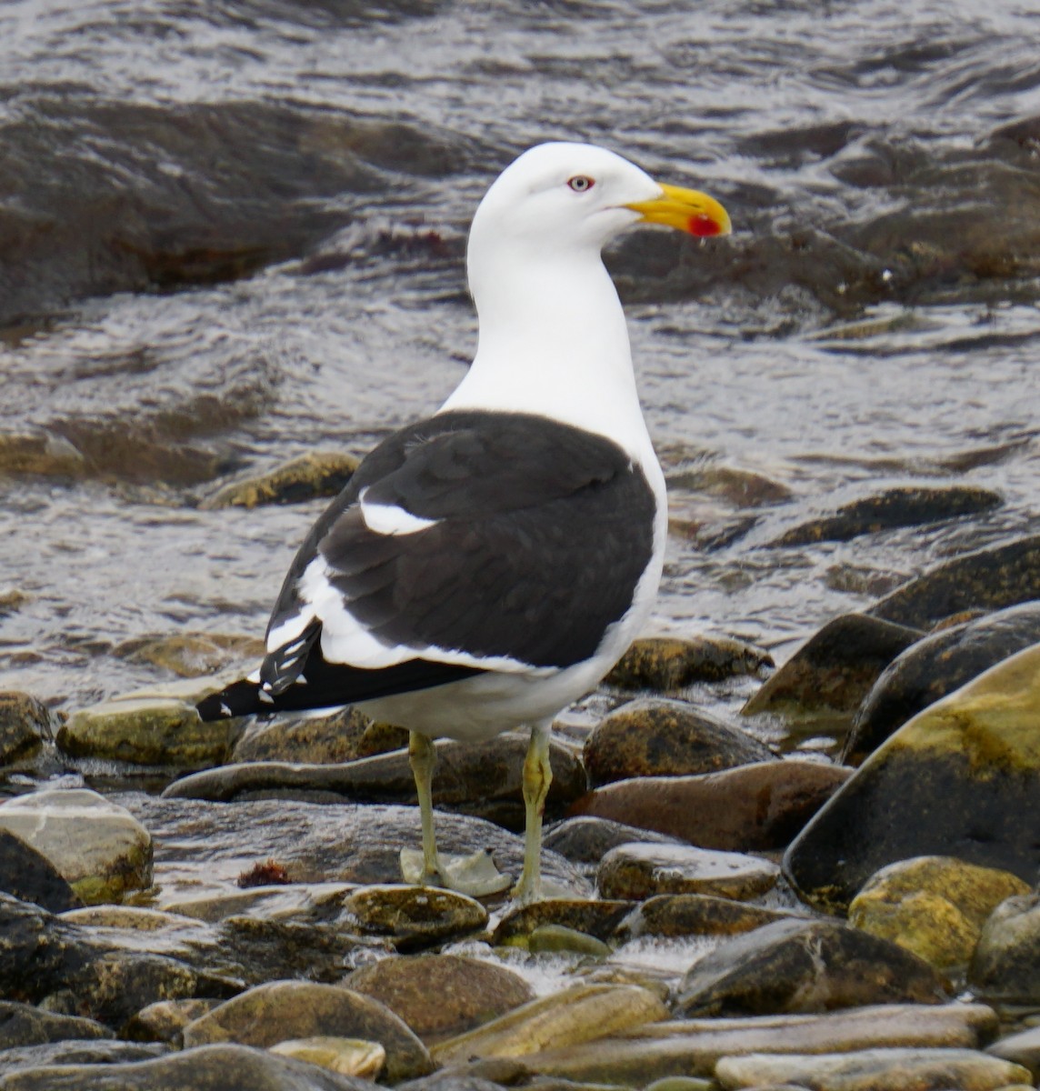 Kelp Gull - ML646713382