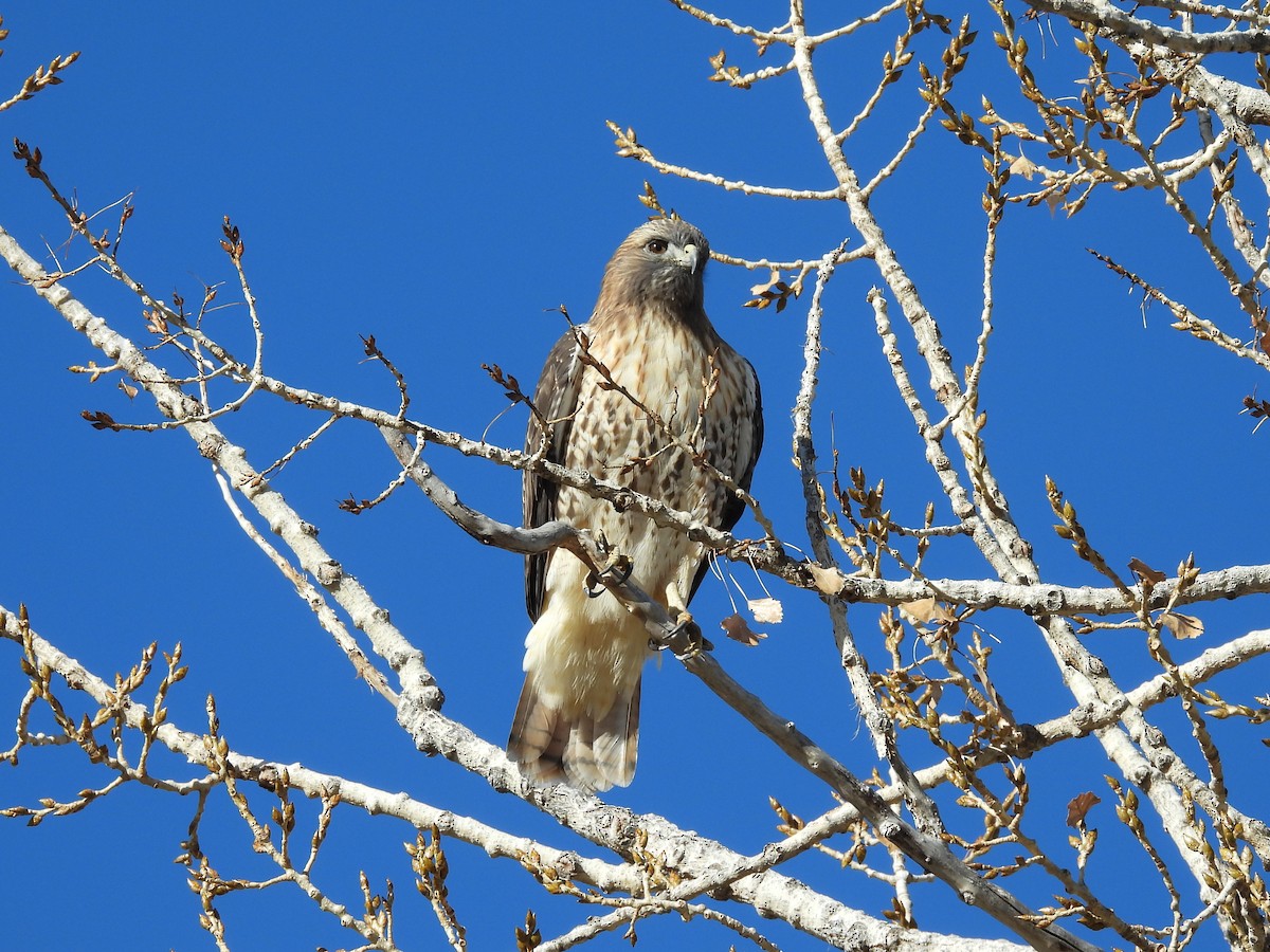 Red-tailed Hawk - ML646713383