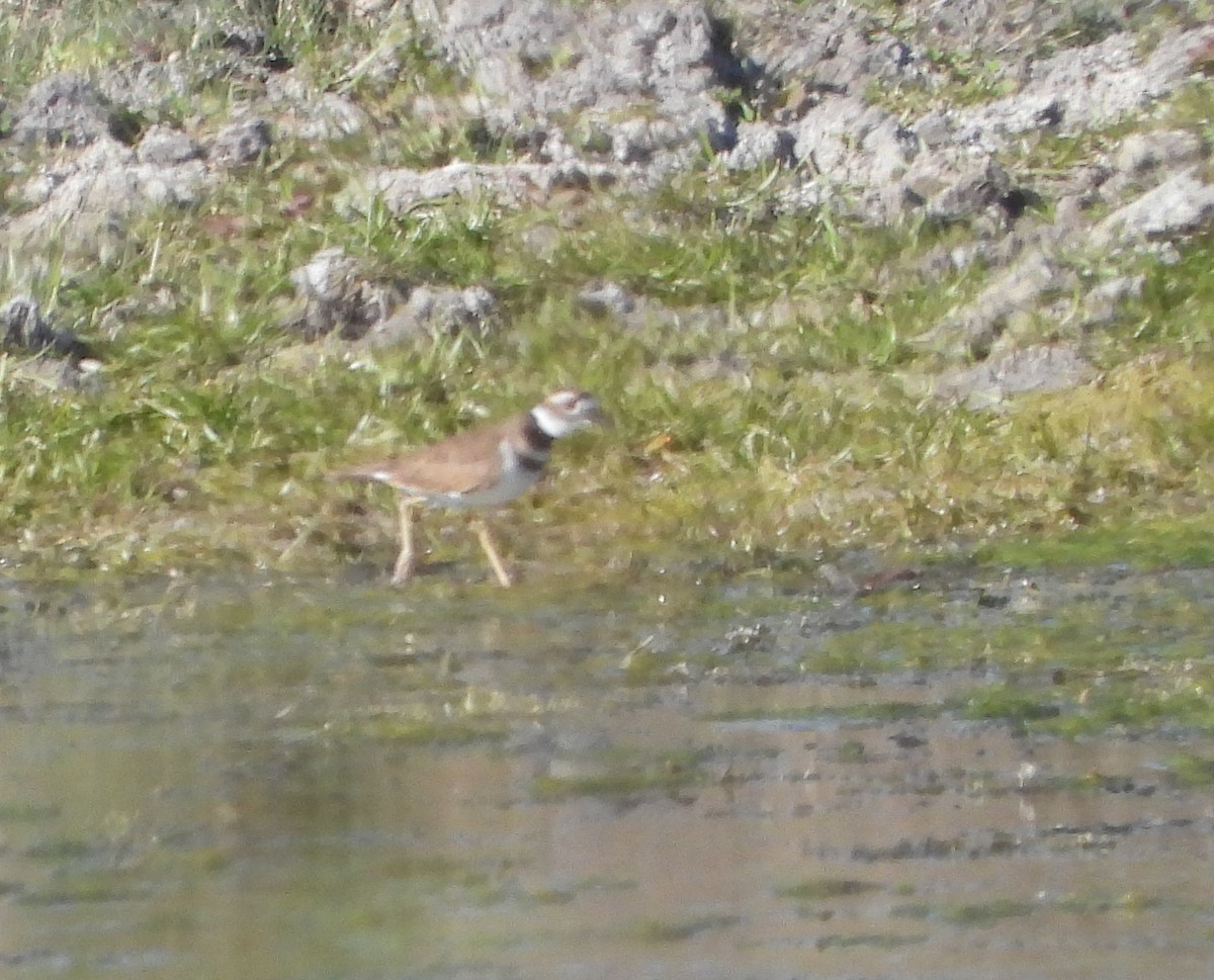 Killdeer - ML646713384