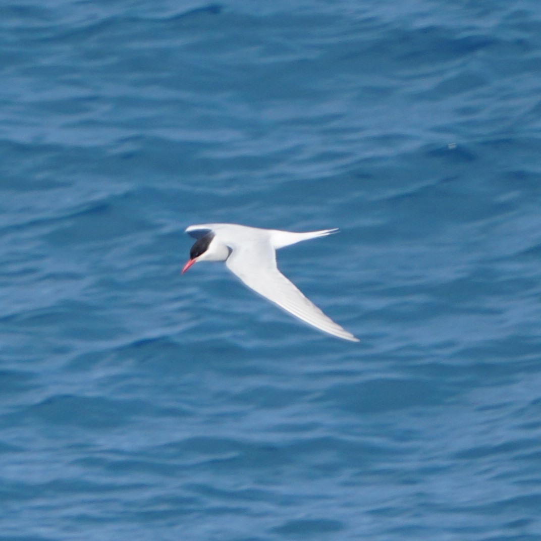 Antarctic Tern - ML646713388