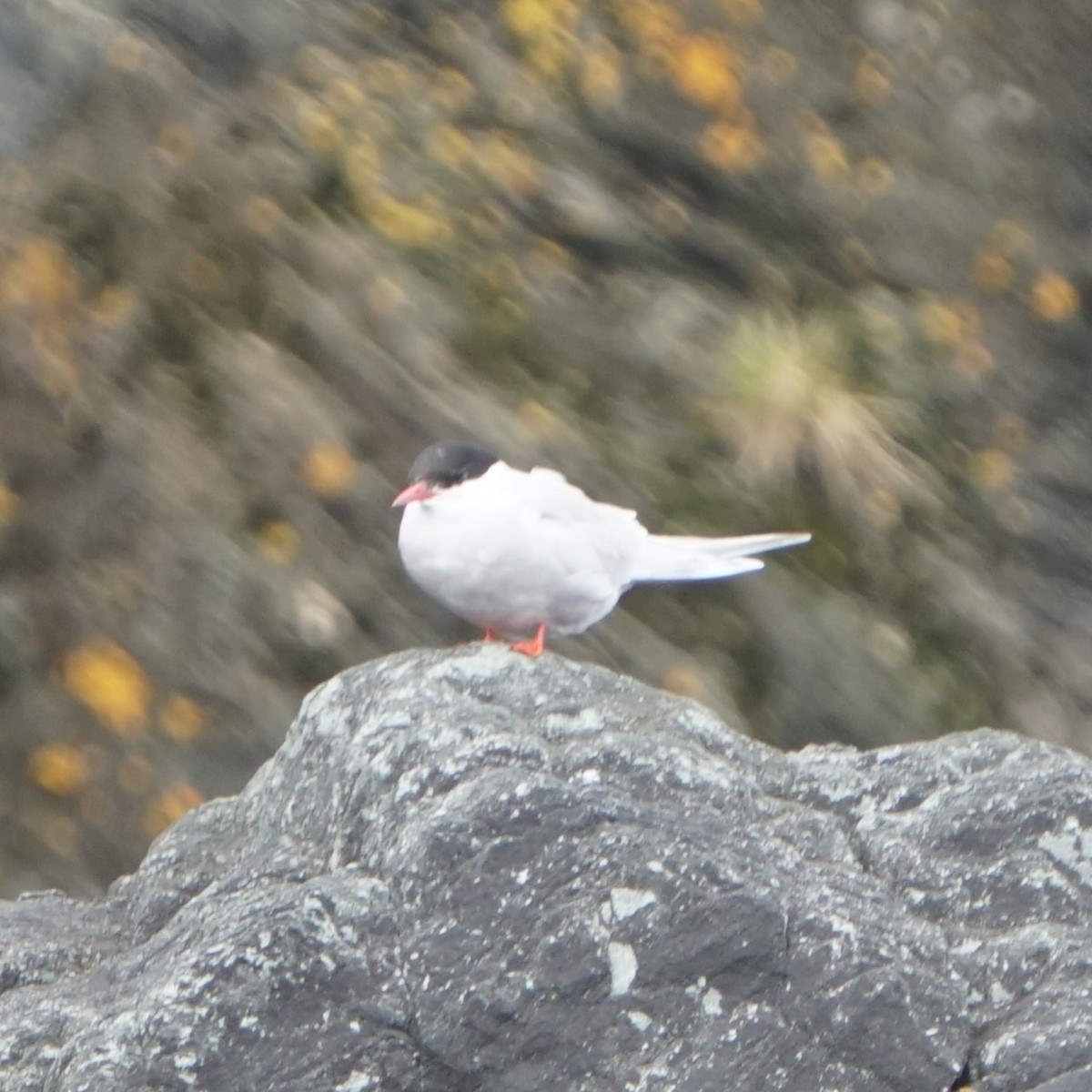 Antarctic Tern - ML646713389
