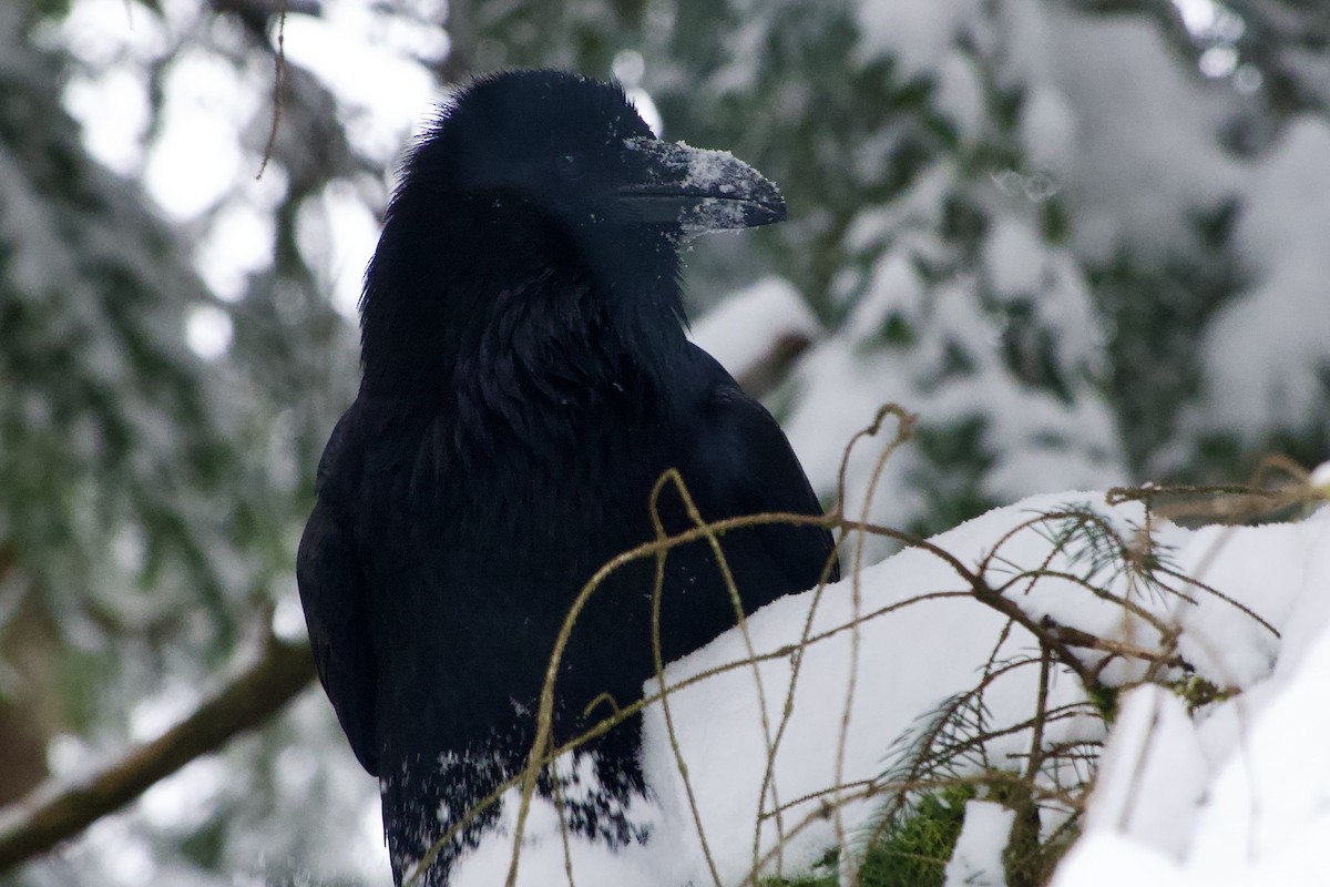 krkavec velký - ML646713390