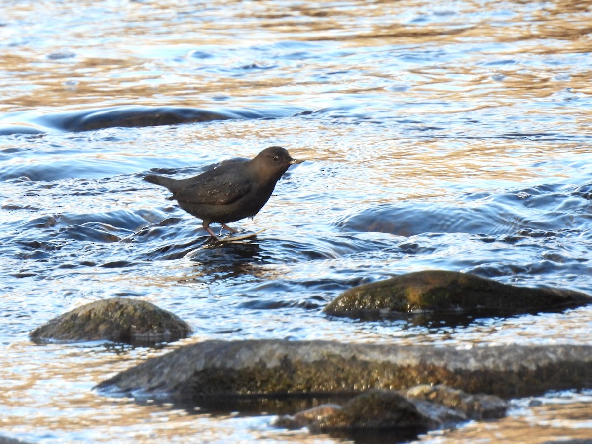 American Dipper - ML646713391