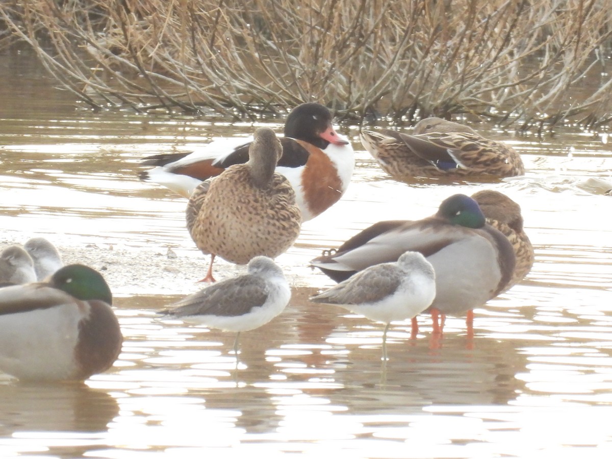 Common Shelduck - ML646713392