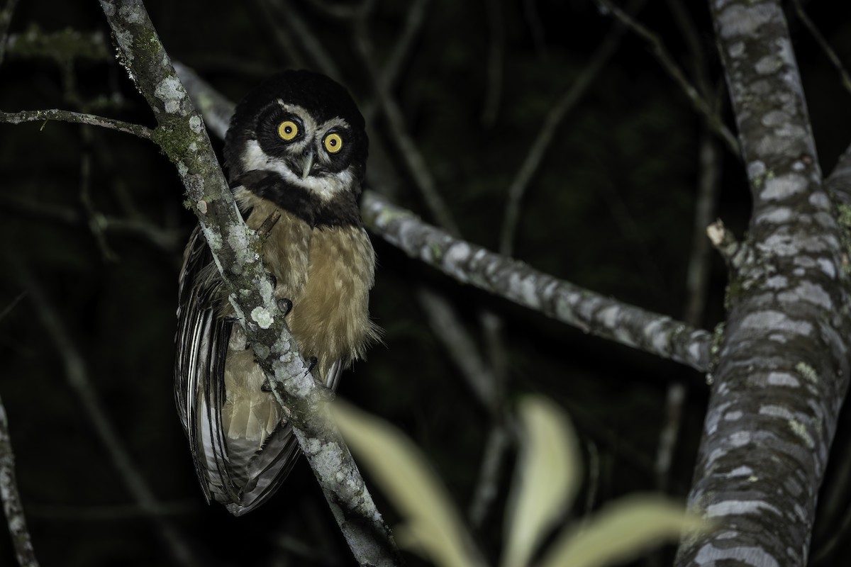 Spectacled Owl - ML646713394