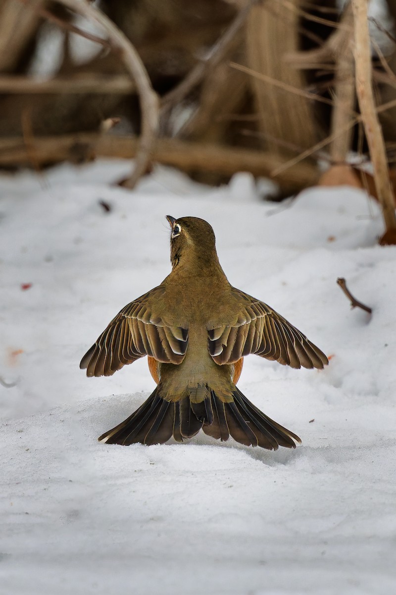American Robin - ML646713397