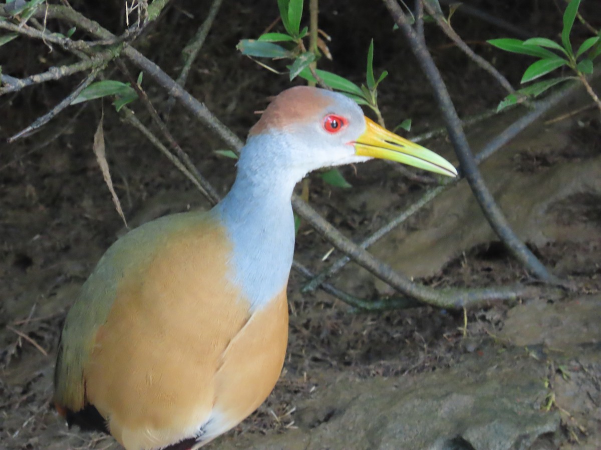 Russet-naped Wood-Rail - ML646713399