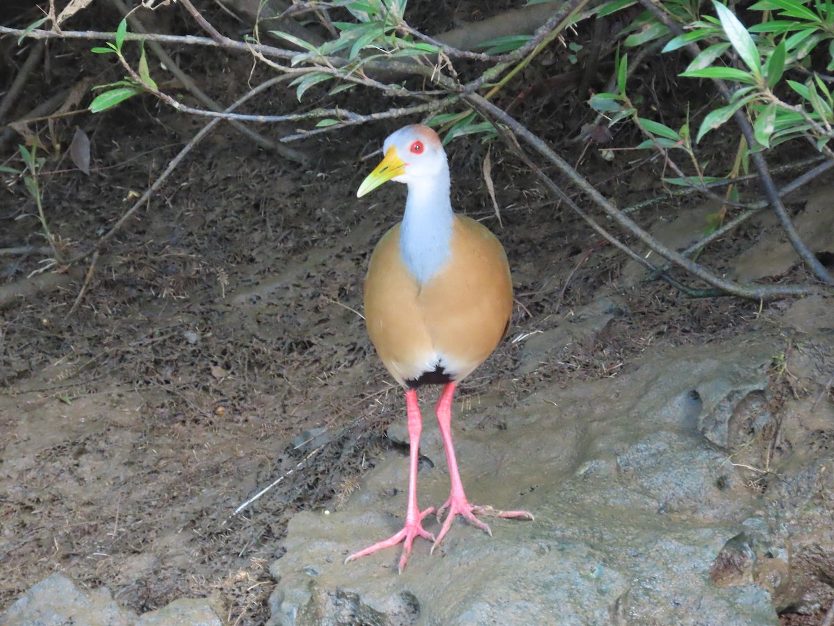 Russet-naped Wood-Rail - ML646713400