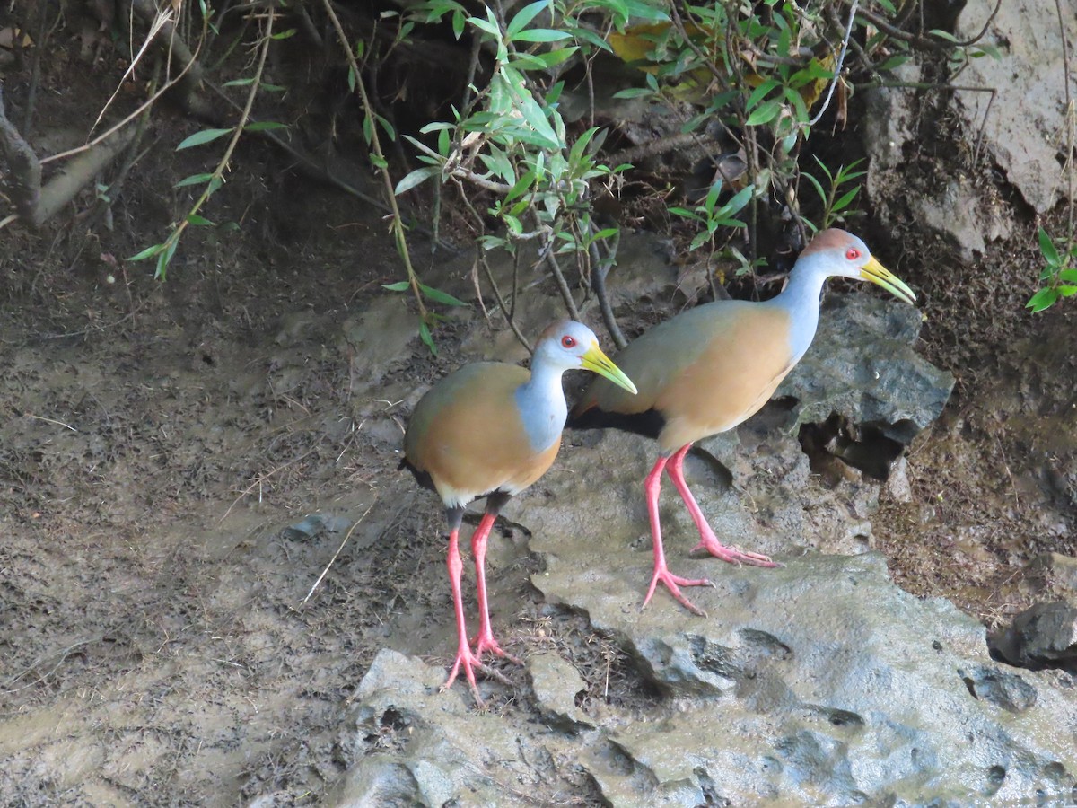 Russet-naped Wood-Rail - ML646713401