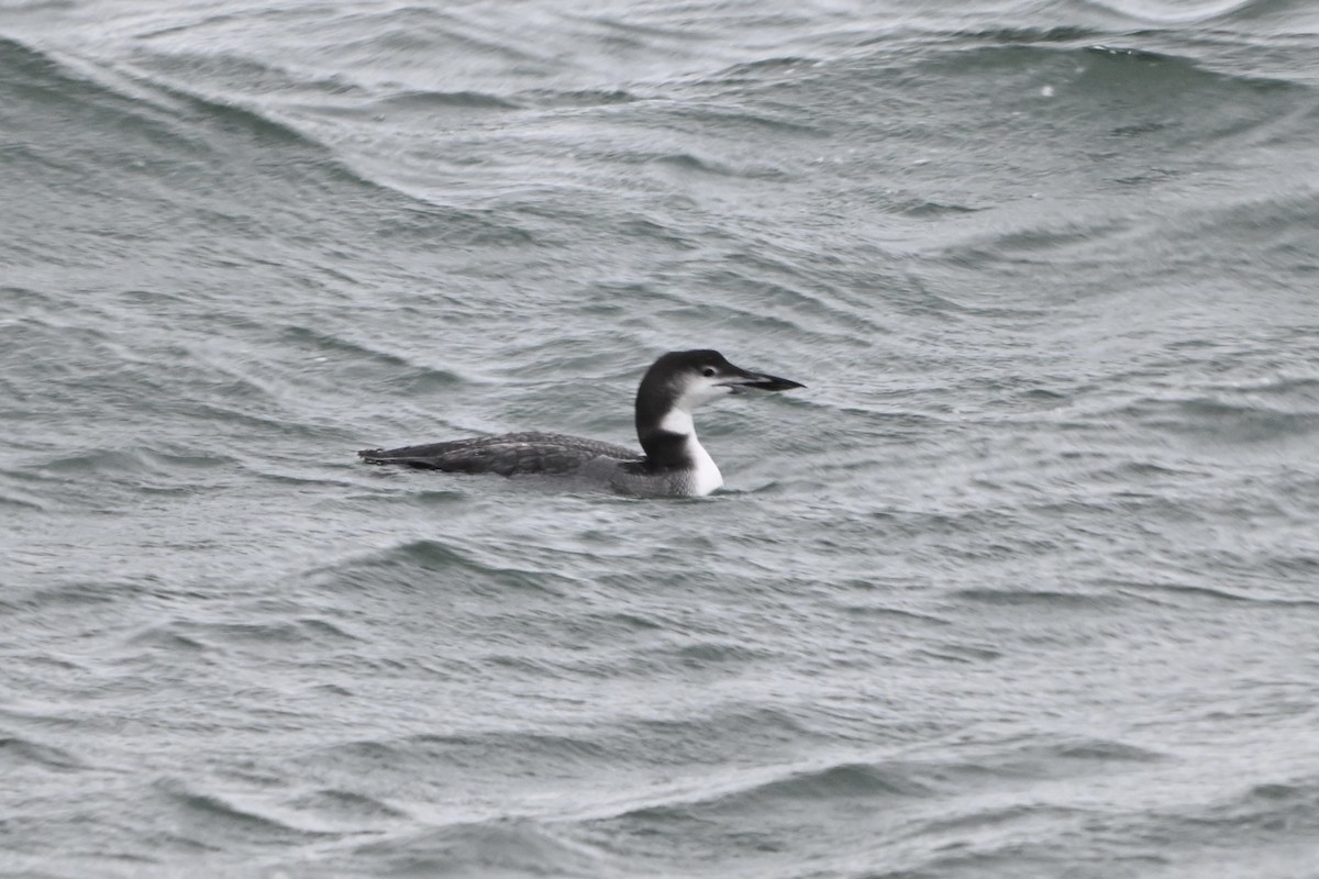Common Loon - ML646713402