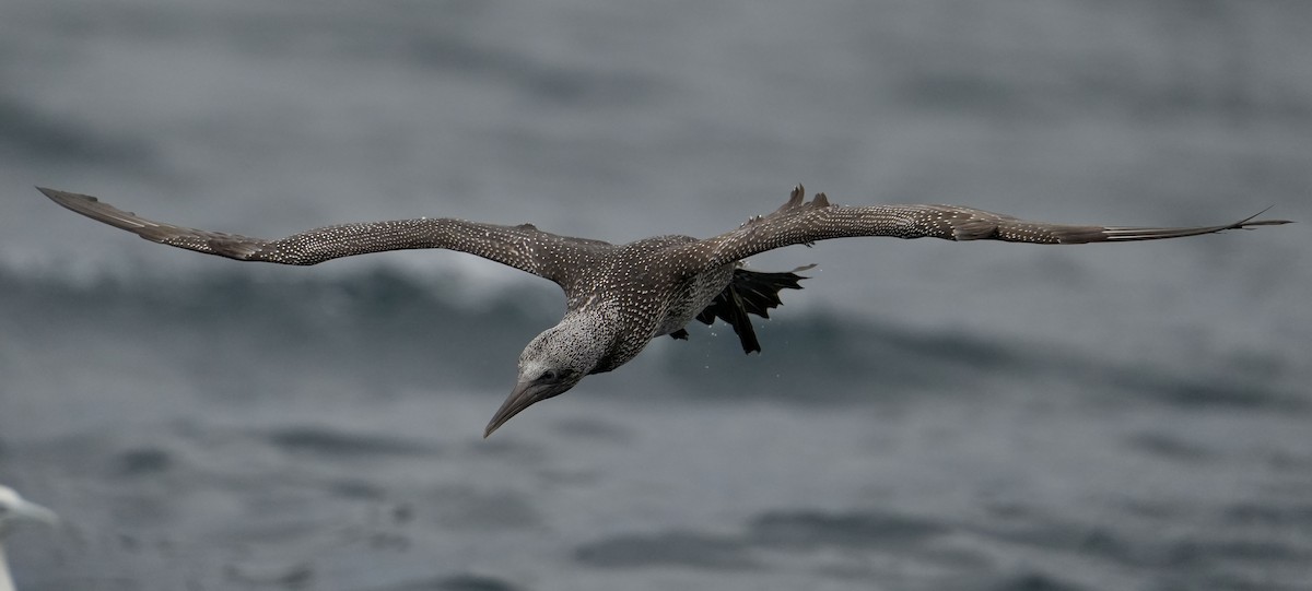סולה מצויה - ML646713409